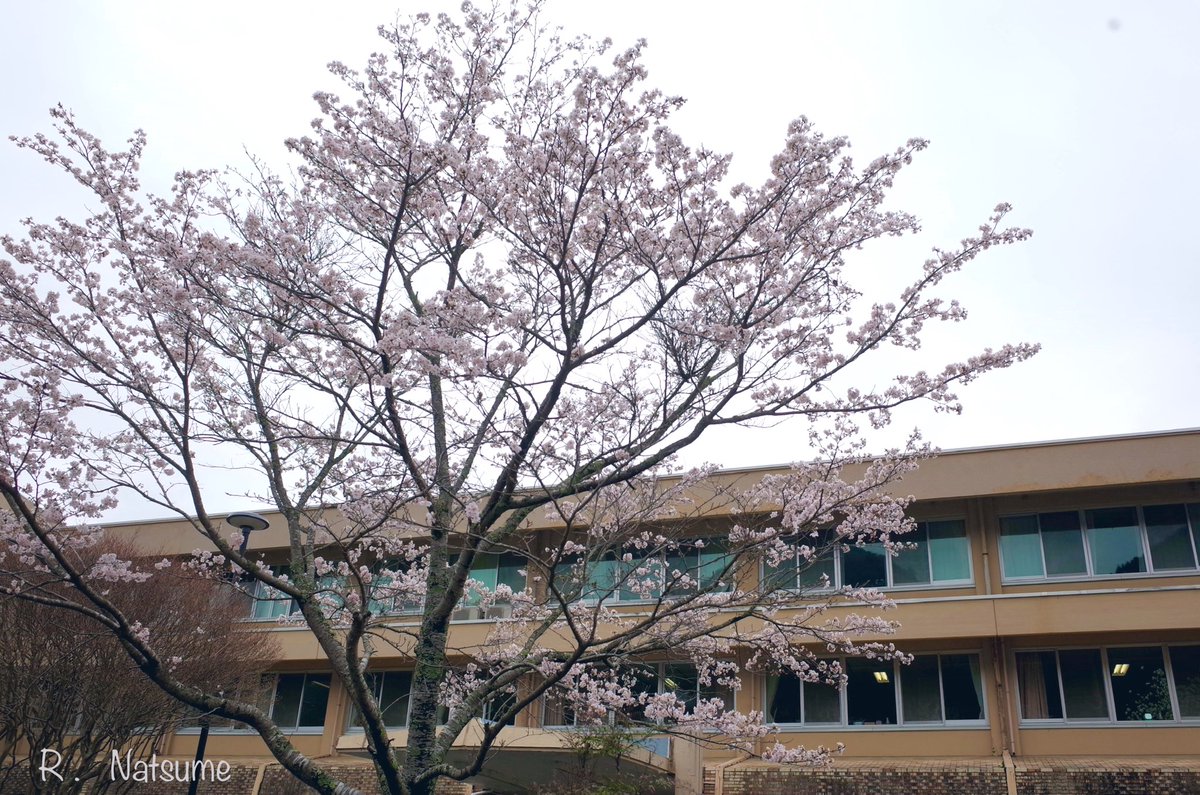 Natsume（R-camera） tweet media