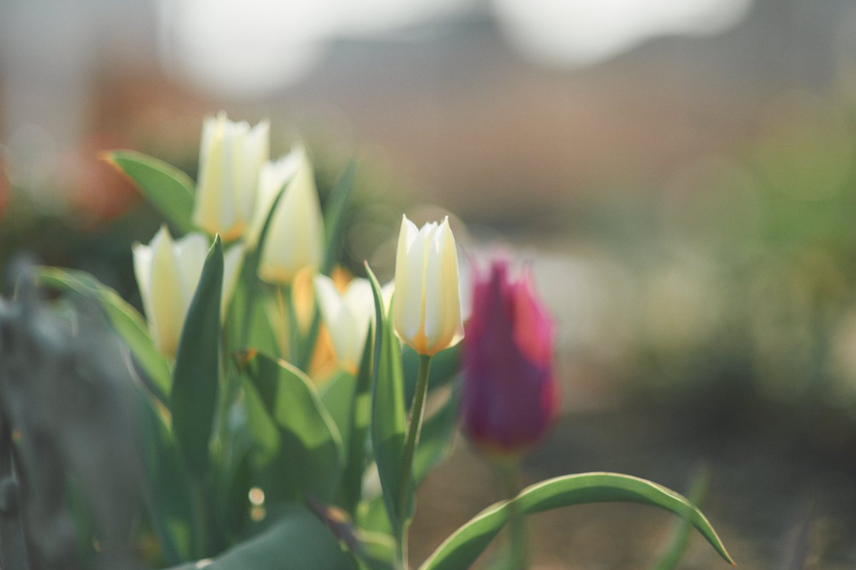 むきかめ tweet media