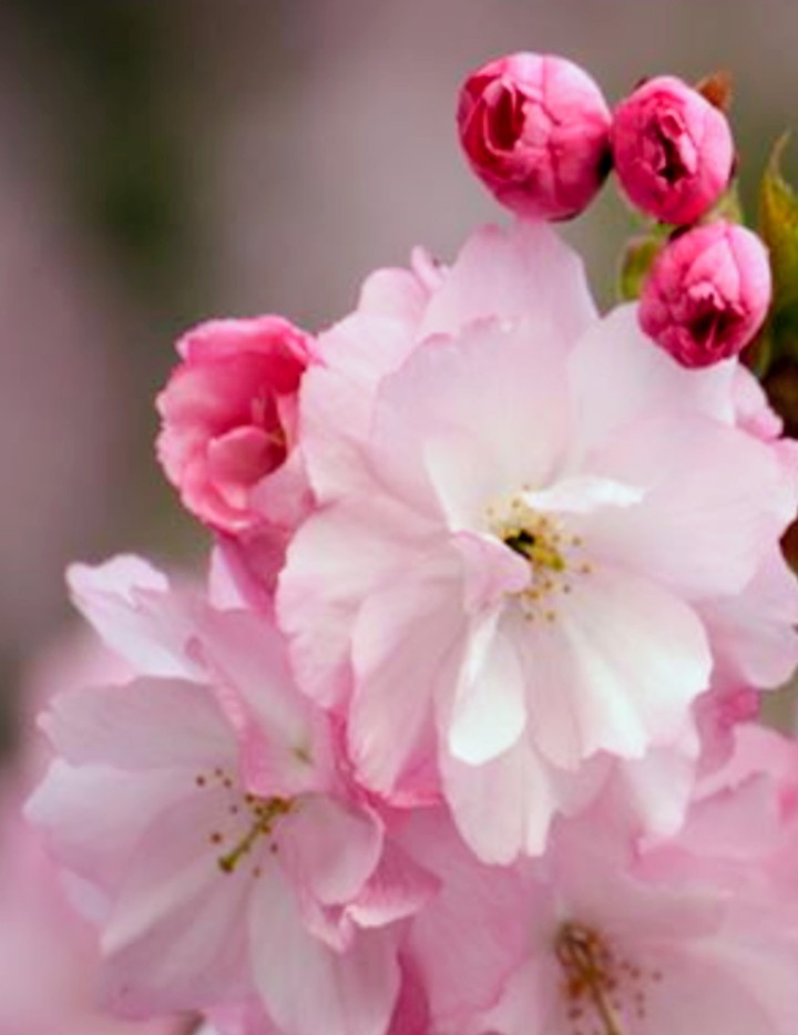 まゆみ　おおがた tweet media