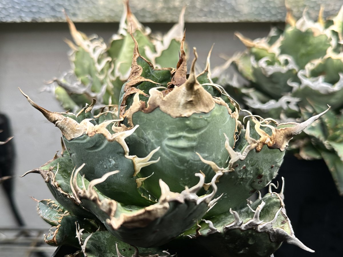 茶々丸#1 tweet media