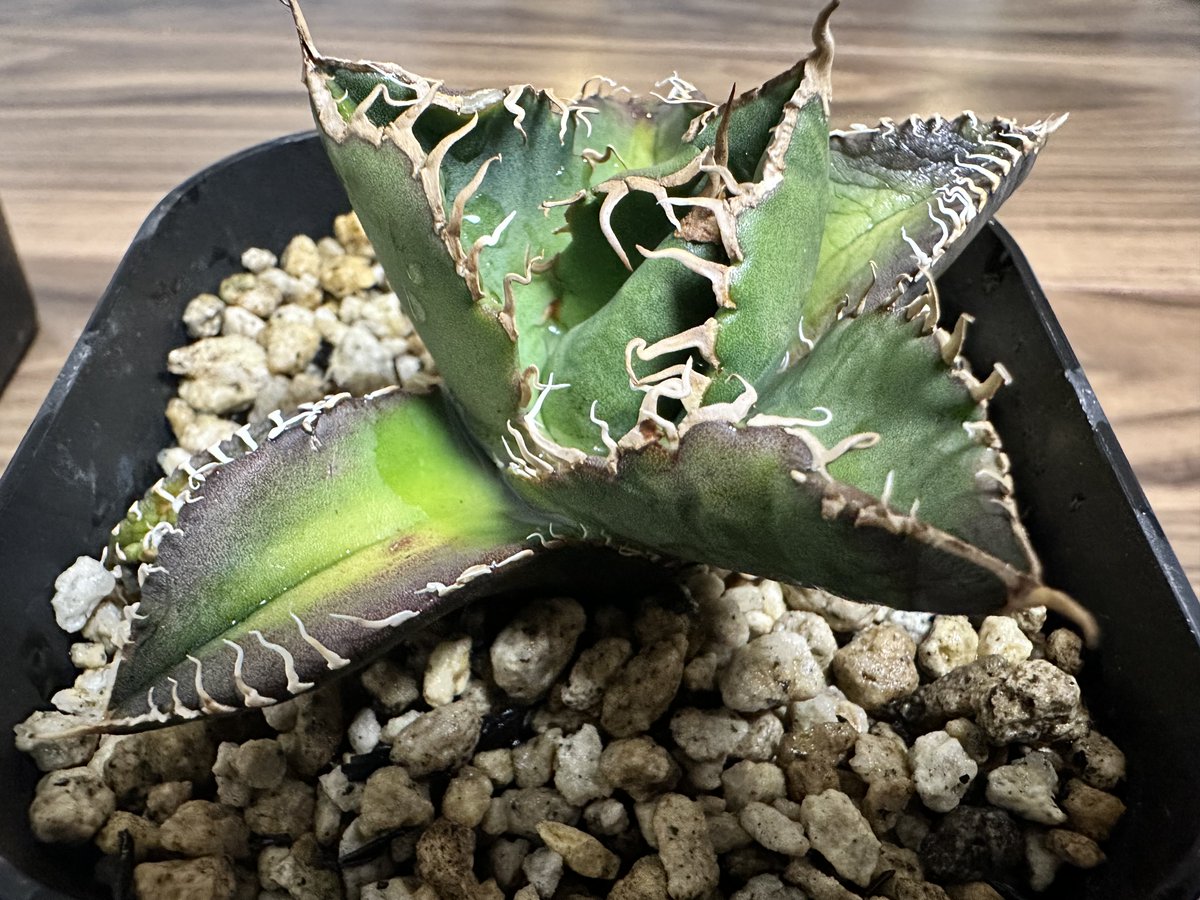 茶々丸#1 tweet media