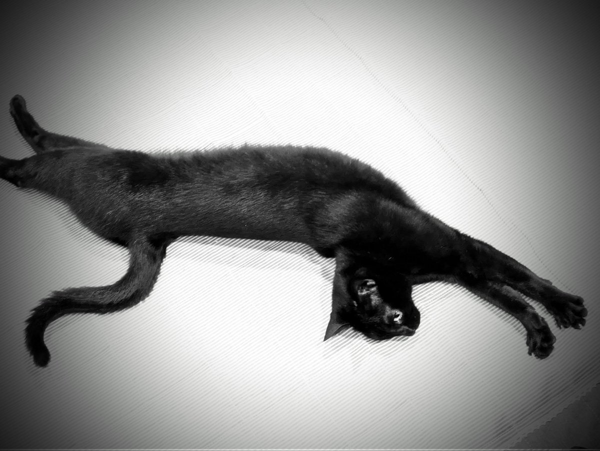 やまぐちTS118🙄🤔😳🤣😸好きこそ物の上手なれ tweet media