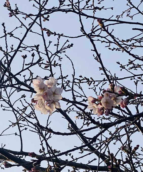 おはようございます! 家の周りでも桜が咲き始めました ドライブしたいなー 今日・明日は仕事なので、次の休みにでも行こうかな