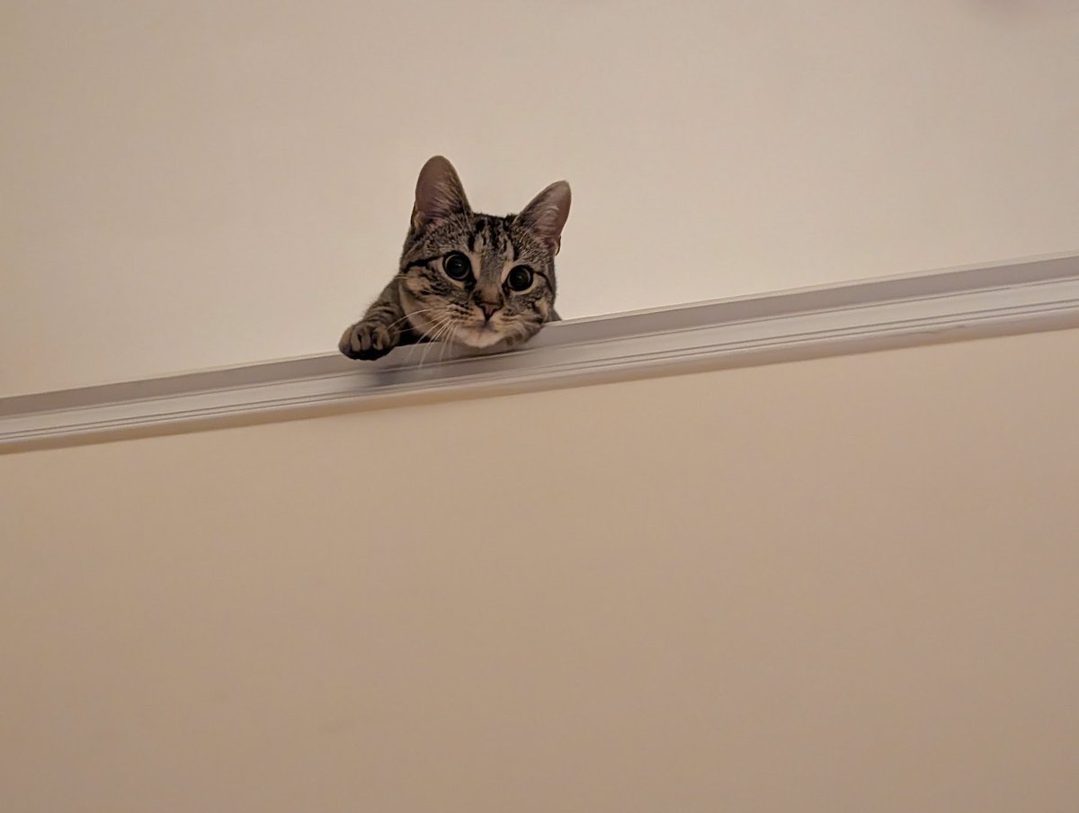 Zweil, The Reviled tweet media