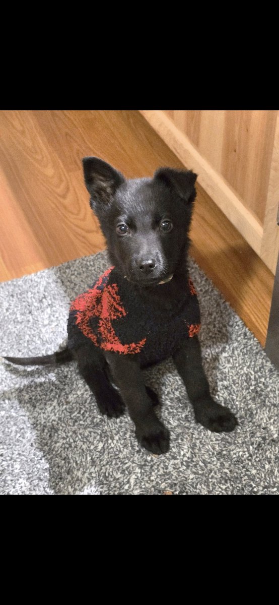 Sabby Sprinx tweet media