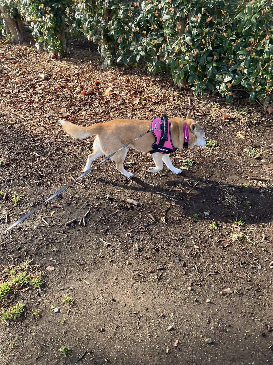 瞬とぴいぷる (瞬ぴぃ) tweet media