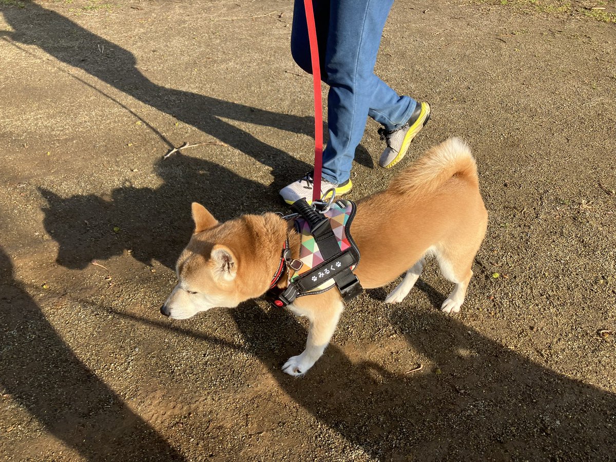 瞬とぴいぷる (瞬ぴぃ) tweet media