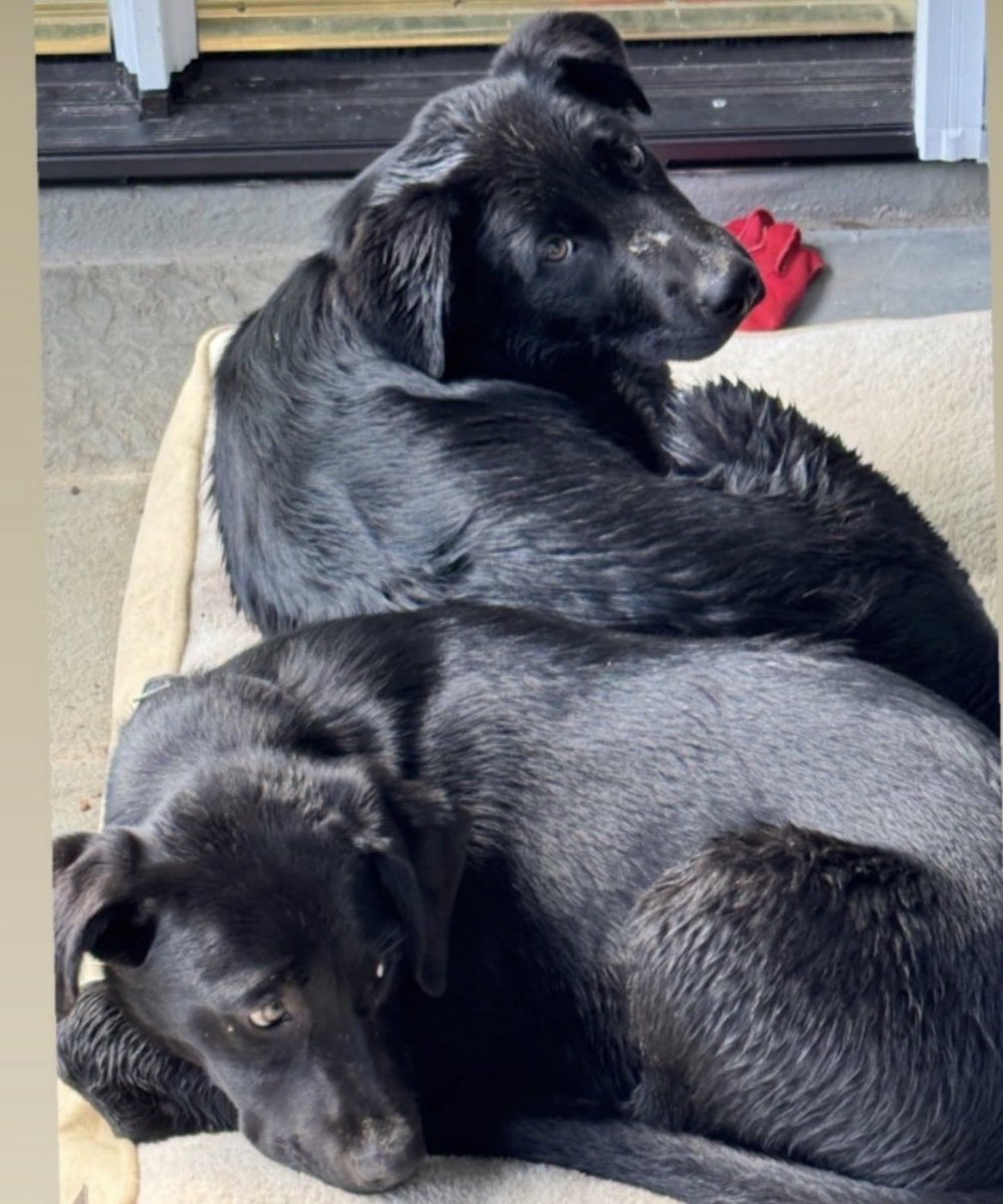 Bidens Adopt Scout and Boo, Rescued Lab Mix Puppies