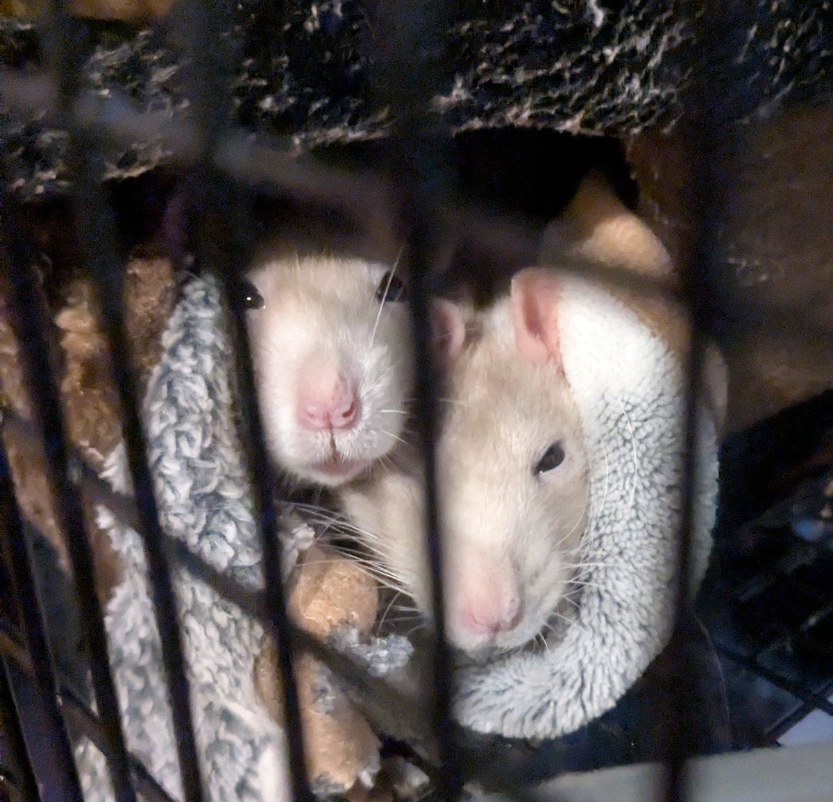 They were being cute, I couldn't not take some pictures lol.