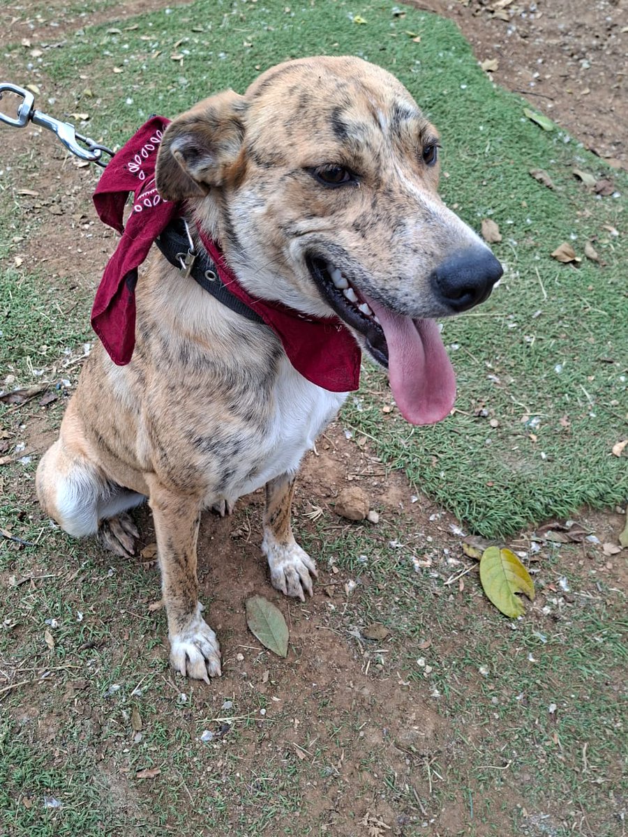 guatexanimales2's tweet image. Caso 38-2026 Elektra hembra de dos años talla mediana juguetona, sociable ideal para gente deportista porque tiene hasta energía, para adoptar debes llenar el formulario.
#adoptanocompres 
#adoptaunperro #perro 🐕