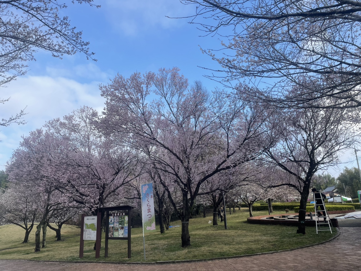 おはようございます。今日明日は高尾さくら公園でさくらまつり開催です。 今朝の開花状況です。今日のあたたかさで見ごろをむかえそうです。 #高尾さくら公園 #北本さくらまつり