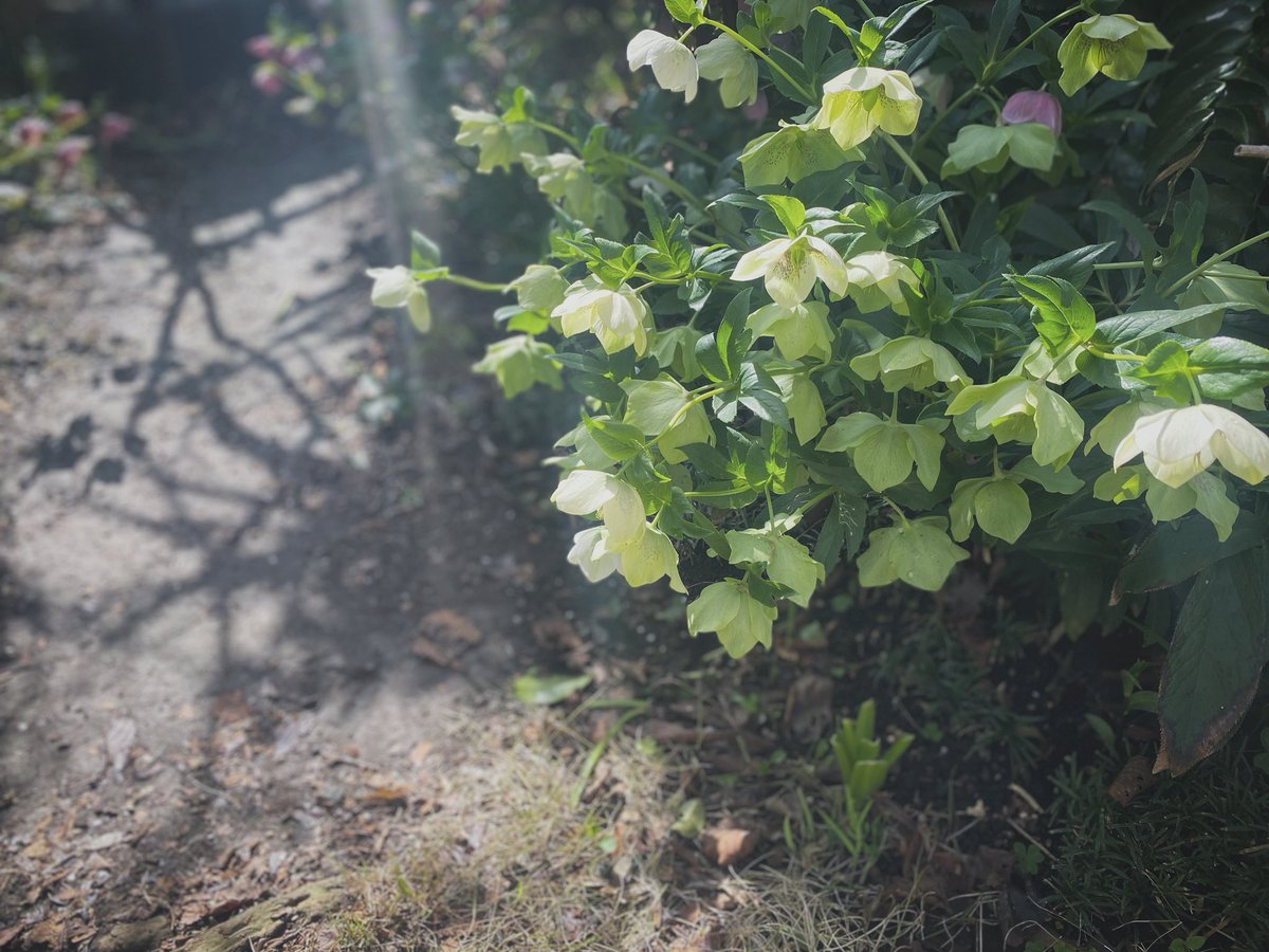 ayumu aizawa tweet media