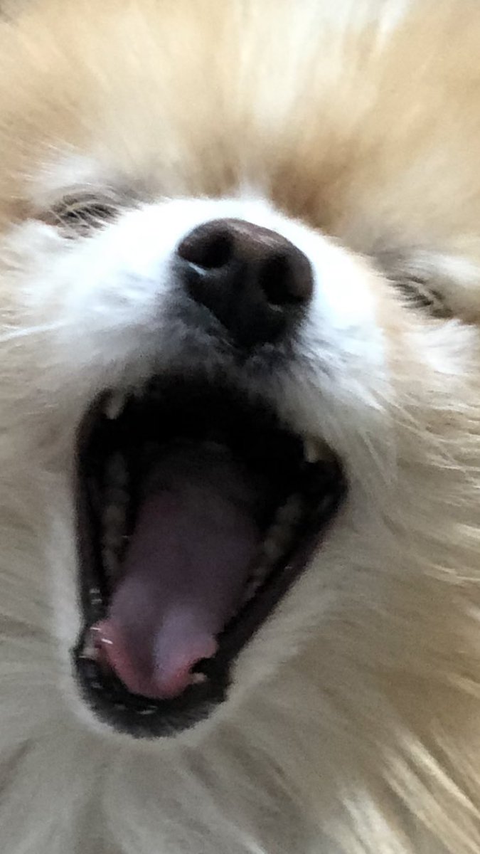 ぽてと@ポメラニアン tweet media