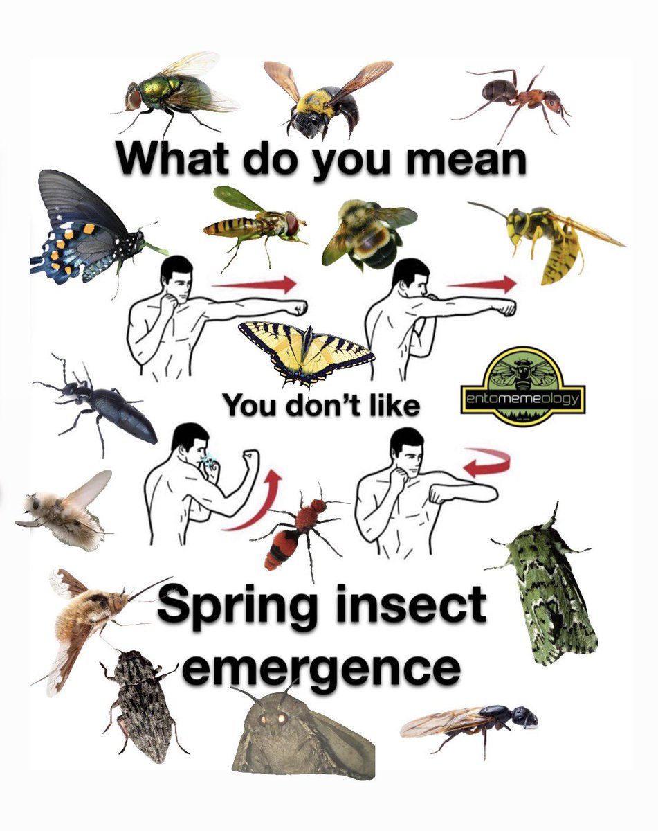 Entomemeology tweet media