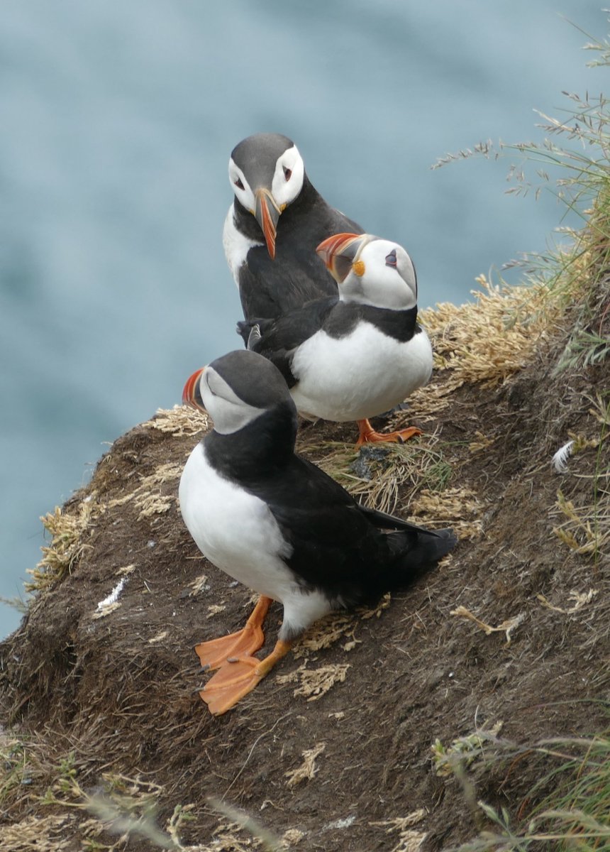 Puffins Daily tweet media