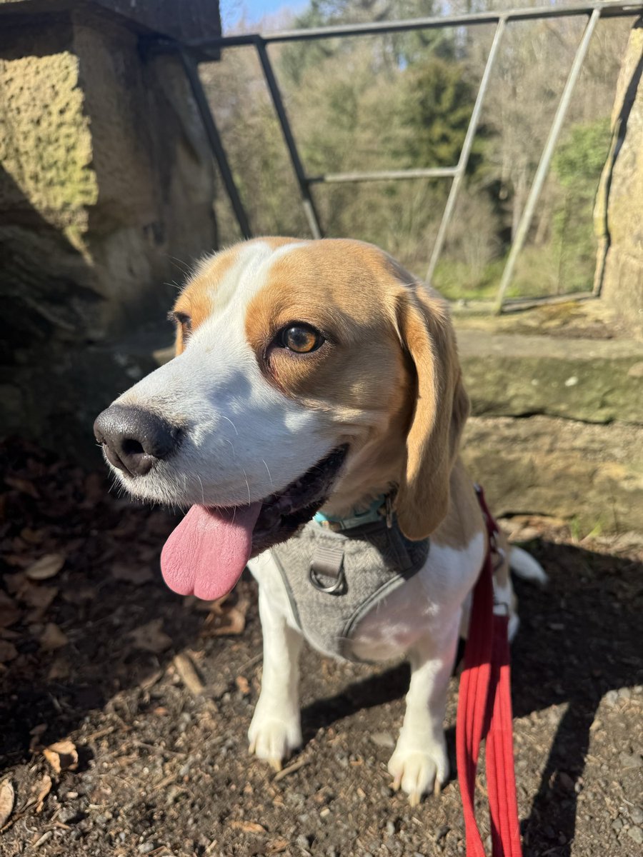 Images4Creation's tweet photo. Demi-the-beagle her Aroo lil one for the plants she wubs em &amp; other of her cheeky wee smile Dog sitting for my mum &amp; Dad @the_names_scott @RoseMarieArmour https://t.co/VNxxKLmuo7