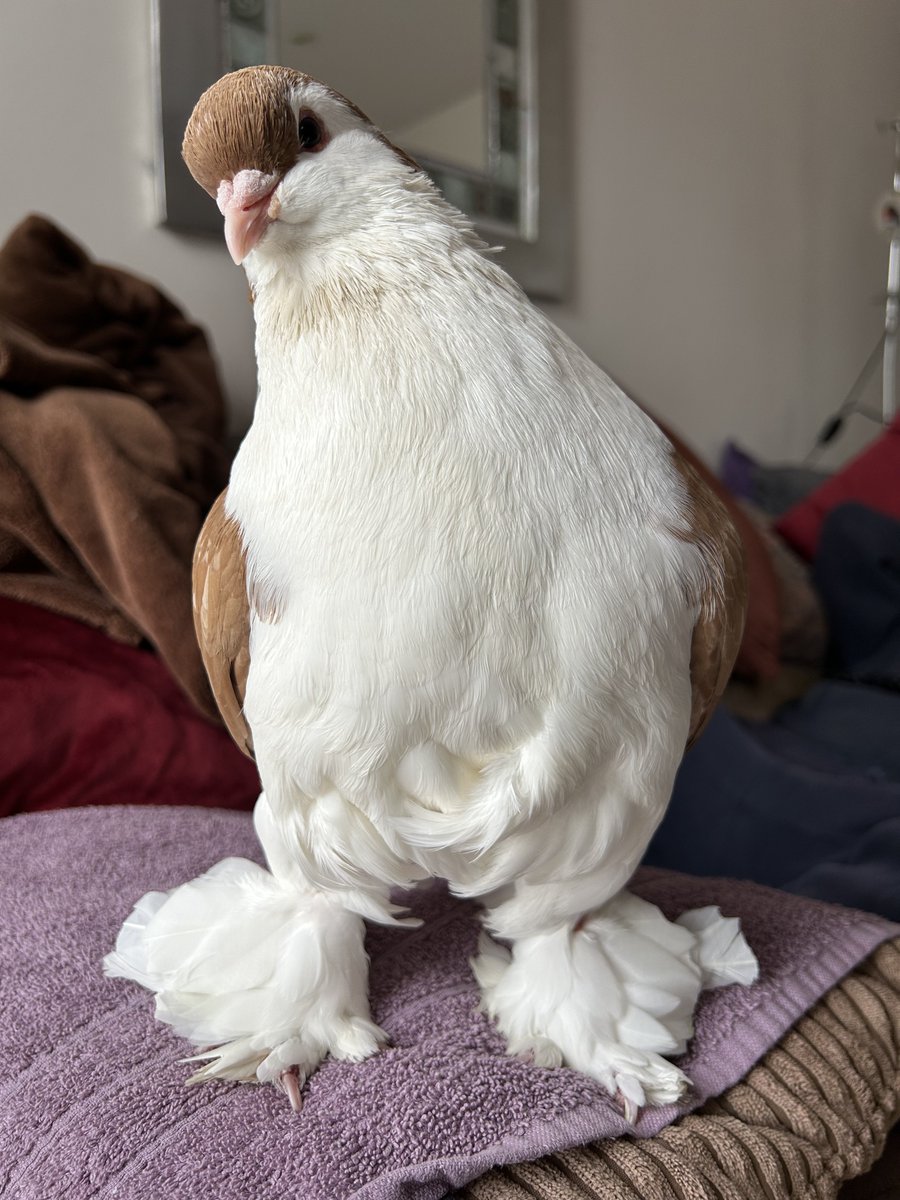 ash 🪿 tweet media