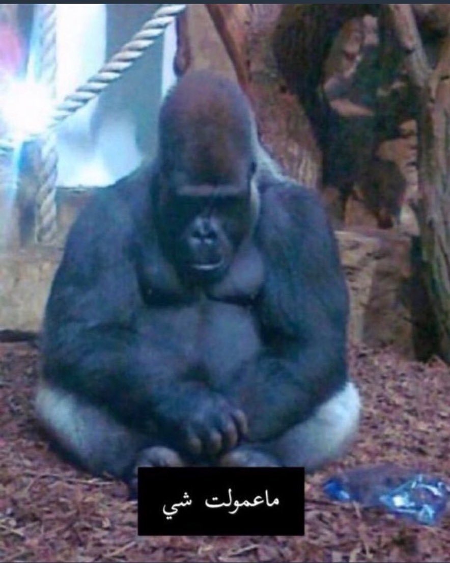 مؤيد tweet media