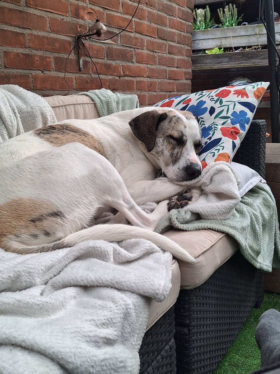 bert_kroder's tweet photo. @DeventerPol Mooi gesproken ! 
Bijna 4 jaar geleden heb ik een hond(je) geadopteerd vanuit Griekenland 🤌🤛 https://t.co/OeMJUC8ppa