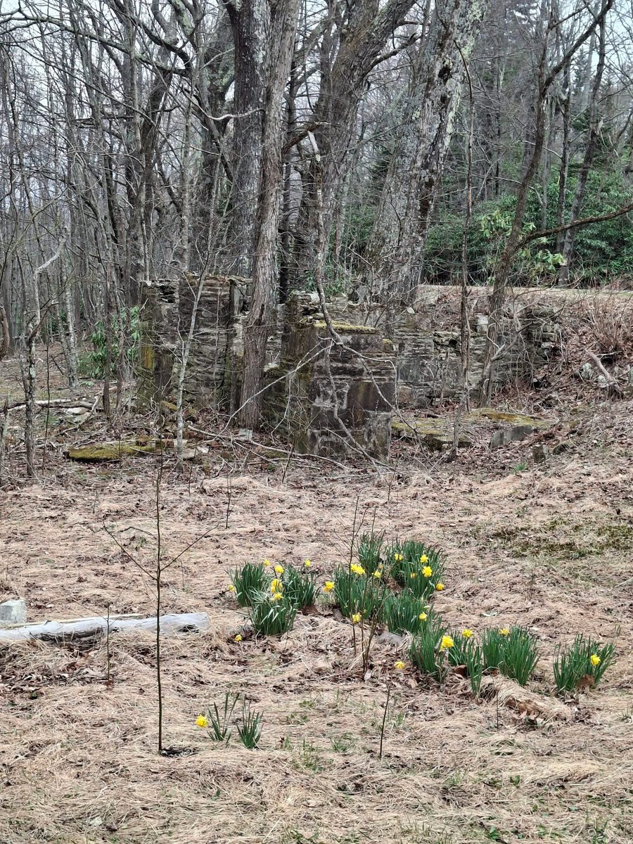 Hillbilly tweet media