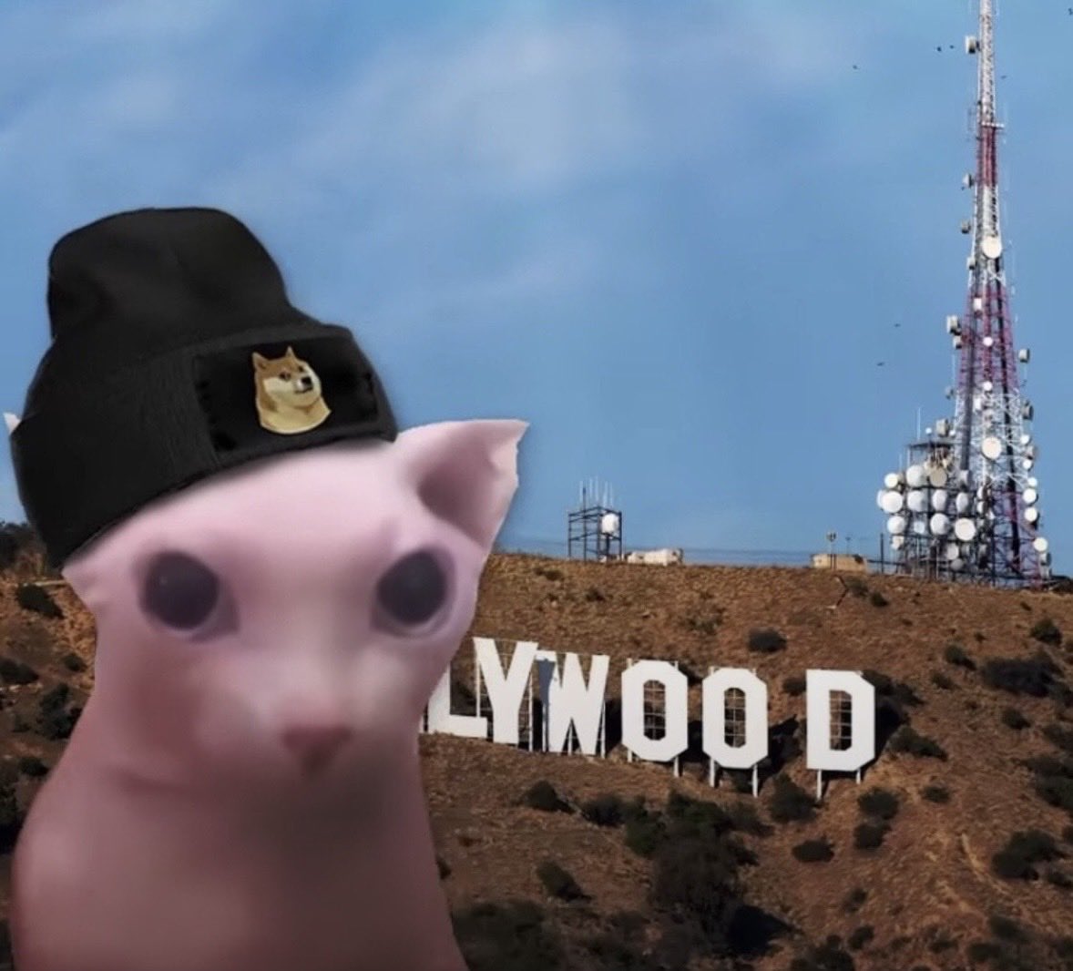 fattie mcfatten of shedtwt ™ tweet media