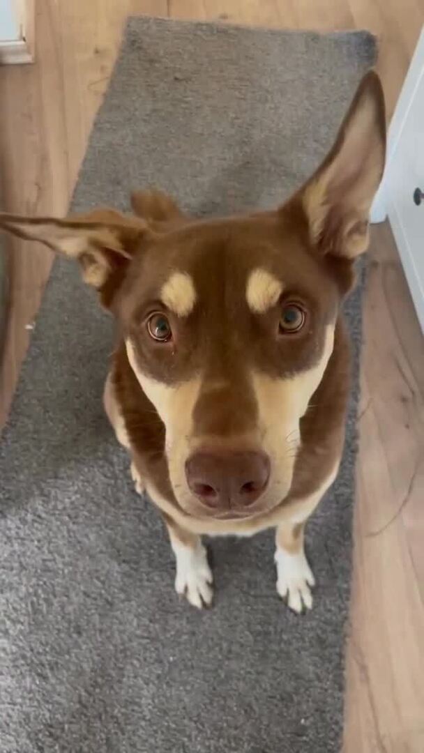 Notpfote Animal Rescue e.V. tweet media