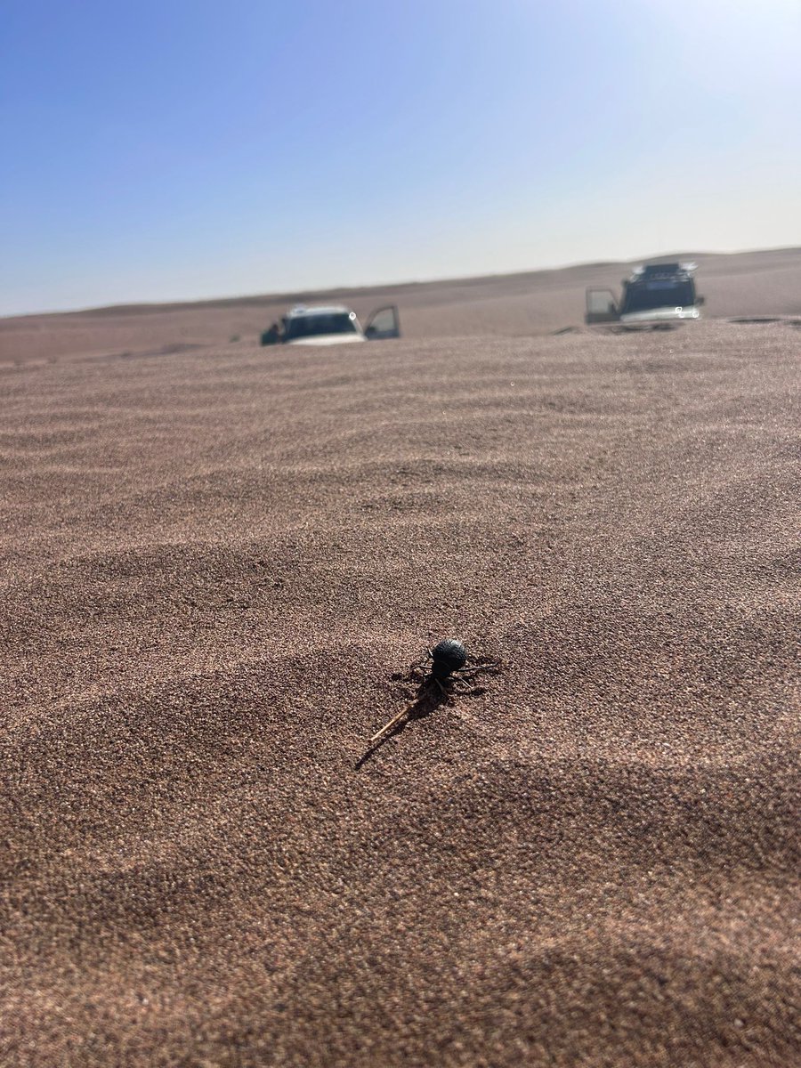 Rallye Du Maroc tweet media