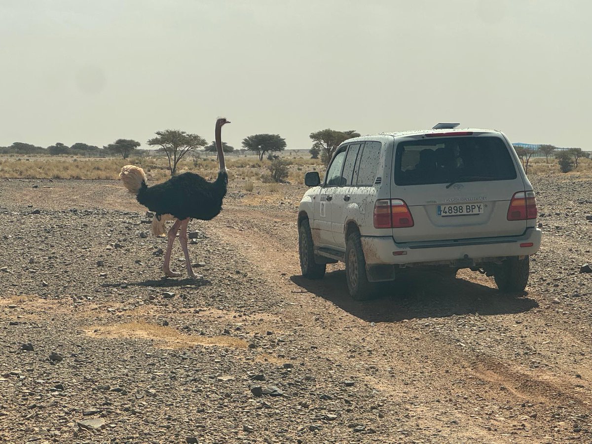 Rallye Du Maroc tweet media