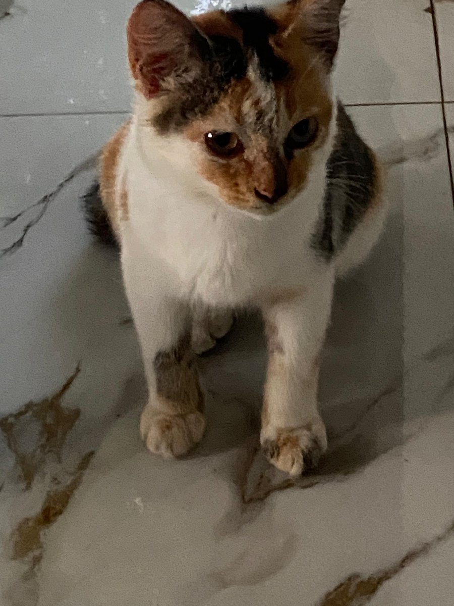 [CAT APPLICATION]

name: kimo
cat breeds: banyuwangi short hair
gender: gadis cilik perut besar
age: ? bulan (paling 4) 
weight: 800 gram
hobby: gigit kaki dan ngejar kaki 
funfact: pokoknya hidup cuma buat makan dan ngising aja