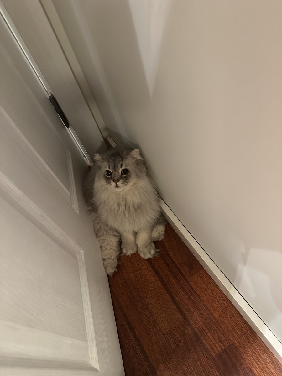 tüytop gizmot #yasayıgeriçek #matmazeliçinadalet tweet media