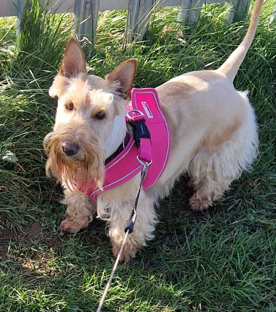 CarolineGranth7's tweet photo. Groomers... https://t.co/dhUAOACyyL