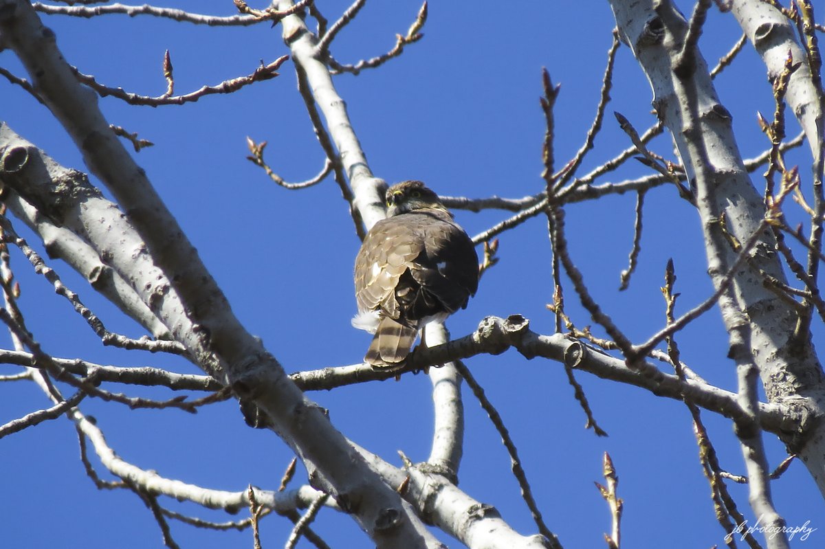 JB's Native Garden🦋 tweet media