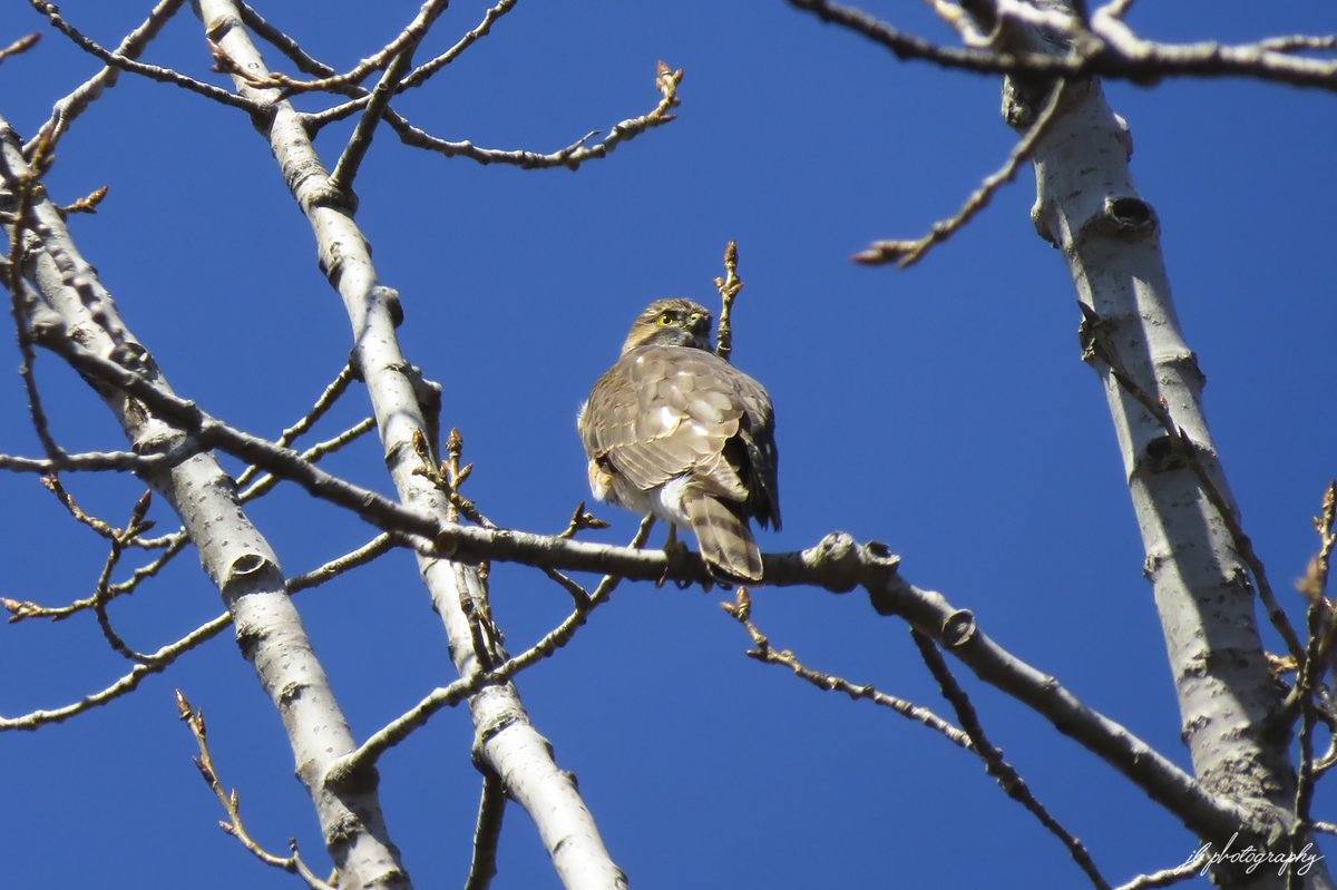 JB's Native Garden🦋 tweet media
