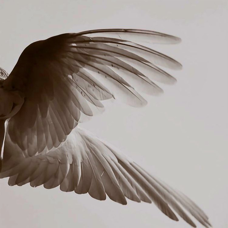 ۶ৎ cawa tweet media