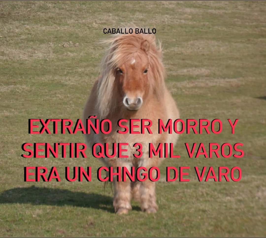 Animalitos en aprietos. tweet media