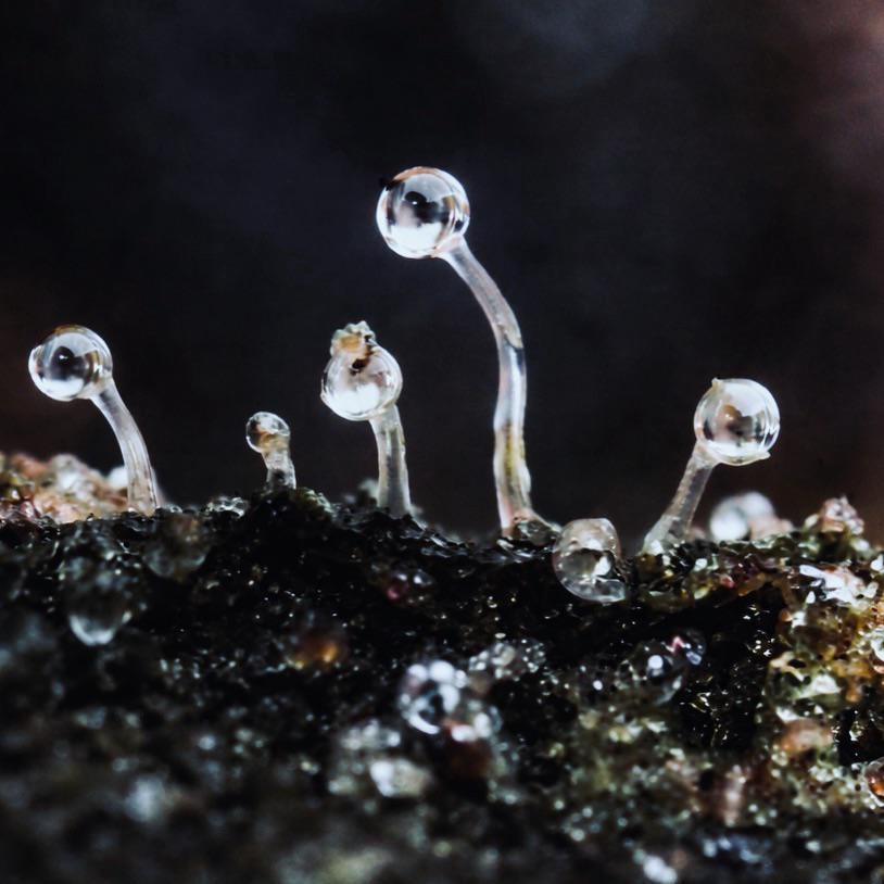 WriteWeed tweet media