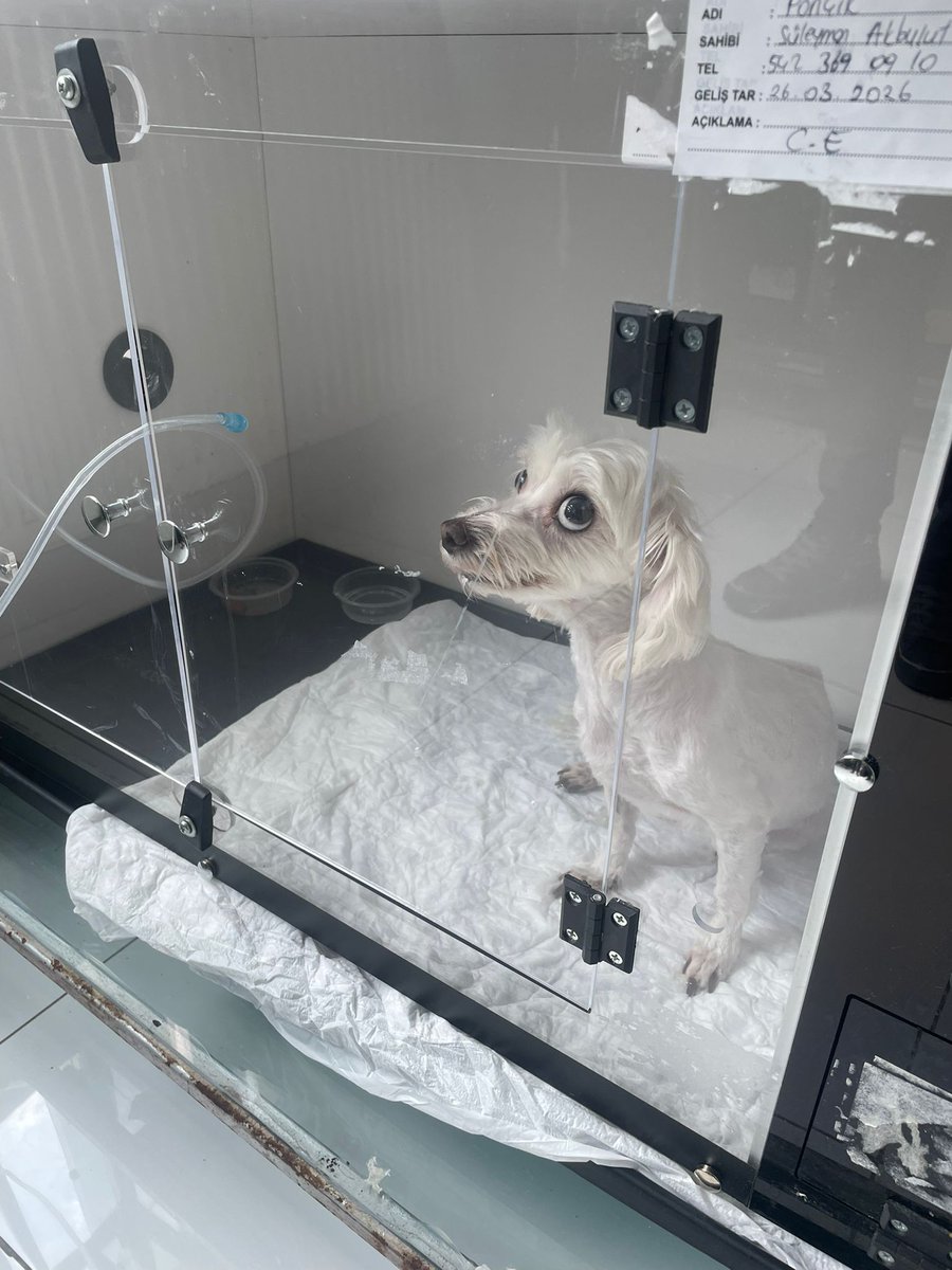 Hayvan

İki gündür hastanede, oksijen odasında. Kimileri hayvan der geçer ama bizim için canımızdan öte. Canım gidiyor