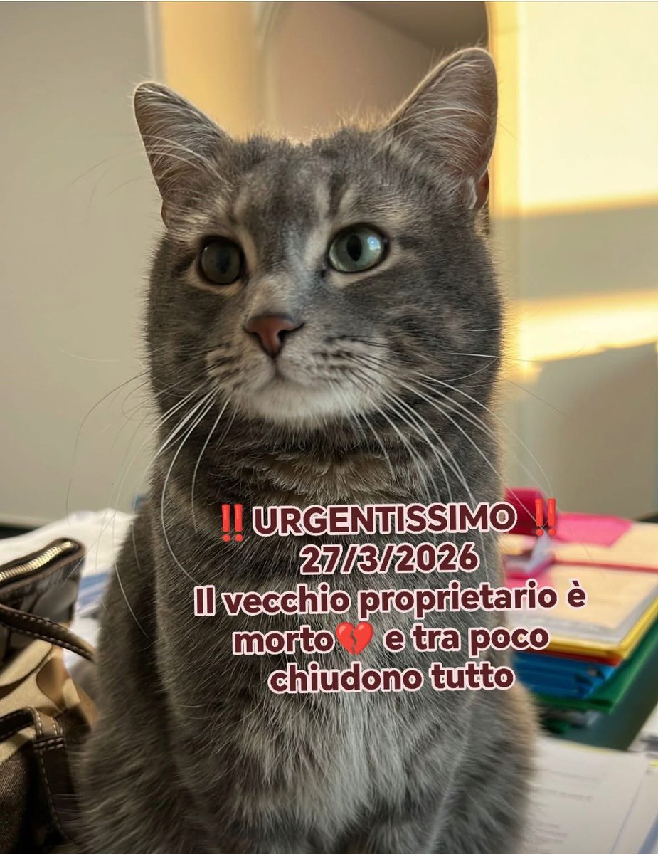 Fiorella Arcodia 🌿𝐠𝐨𝐯𝐞𝐠𝐚𝐧 🐑💚💙☮️ tweet media