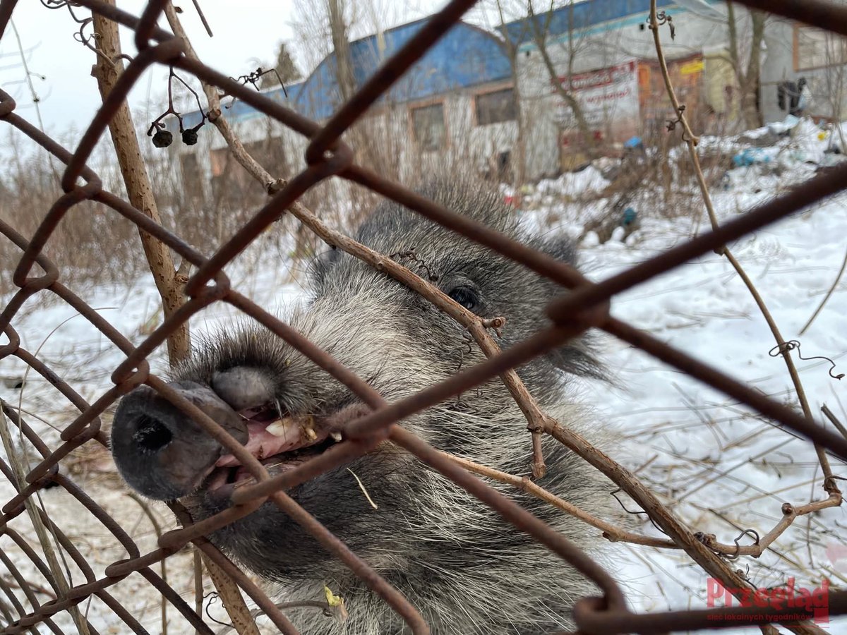 Robert Maślak tweet media