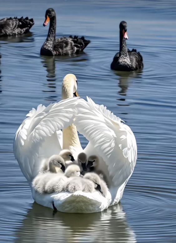 World's Amazing Things tweet media