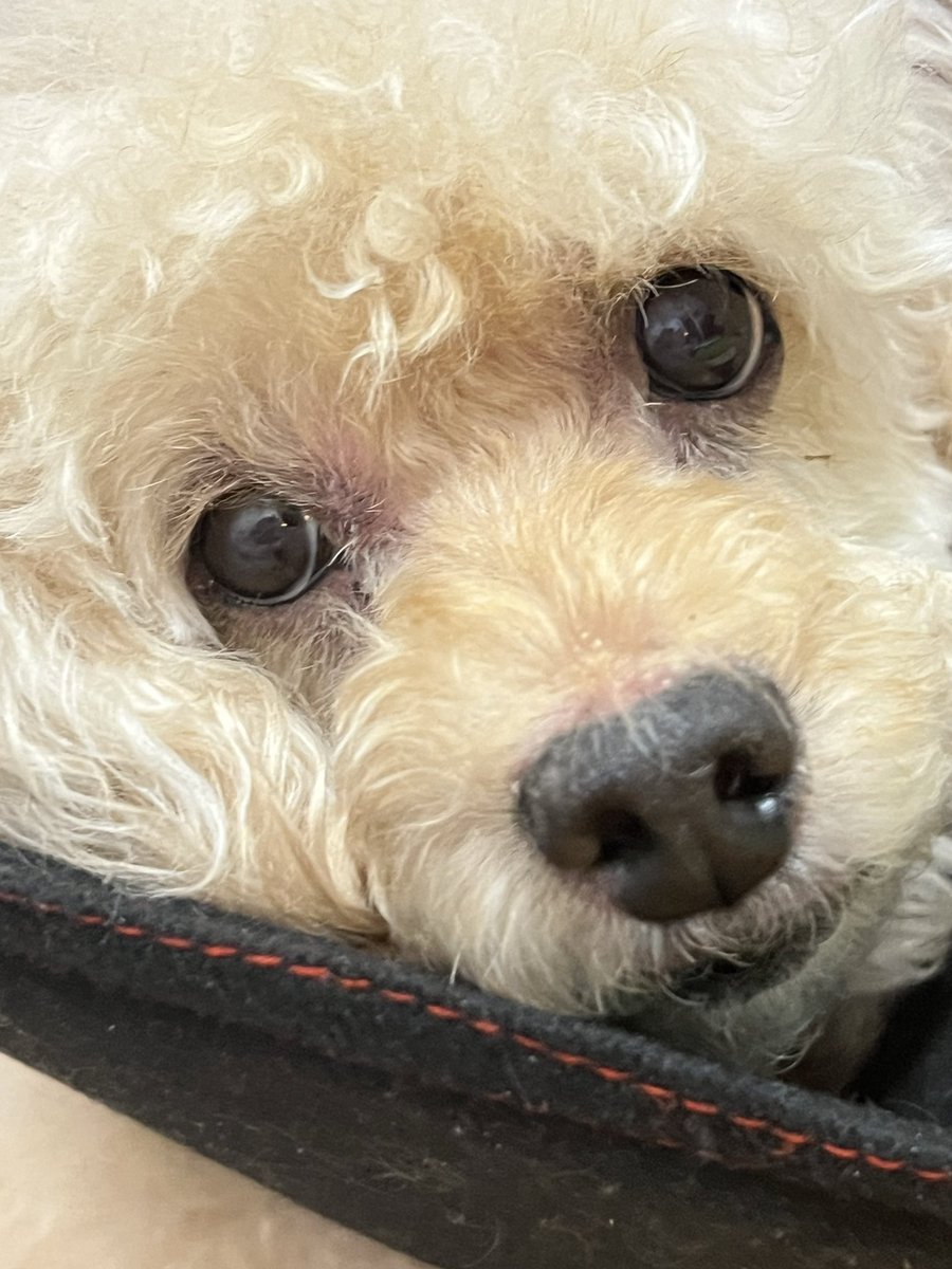 小夜子 tweet media