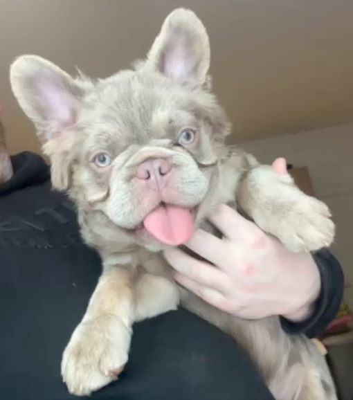 chris towers tweet media