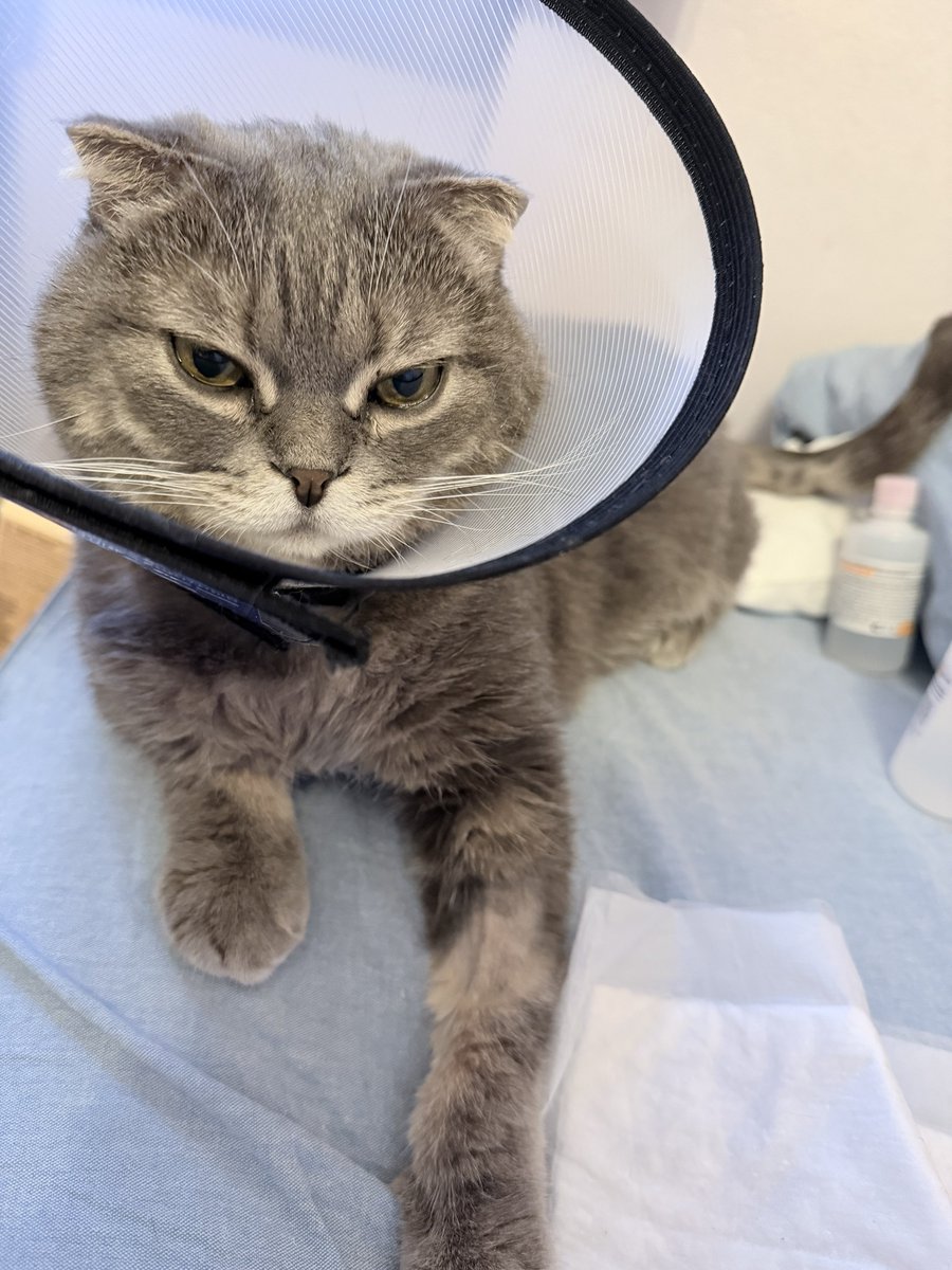 lunalisa 🏴‍☠️🌙киберпиратка🛰️ tweet media