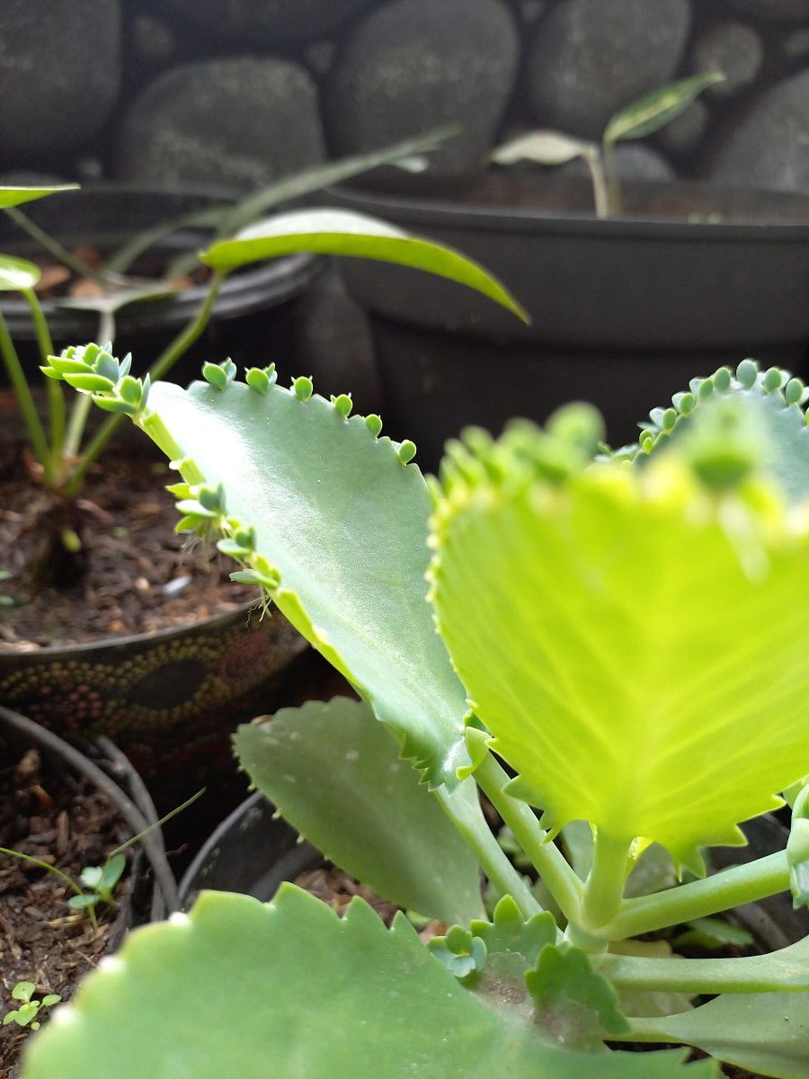 brooke vining tweet media