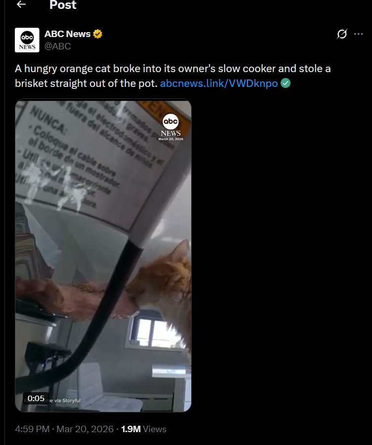 VictorDelR38466's tweet photo. MEATCAT Project: Tiktok:https://t.co/eQ9AZBzdqv
X: https://t.co/uhnUwvPLBk $MEATCAT   

CA: FCBu5rz398Eb67PQMp6H5hdSnPpDjEQvv8Qyq2bxpump https://t.co/MjwLu2O0PL
