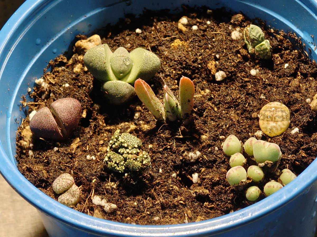 Mrs. Gibbon ✏️🇸🇪👩🏻🎨🕊️🆓 tweet media