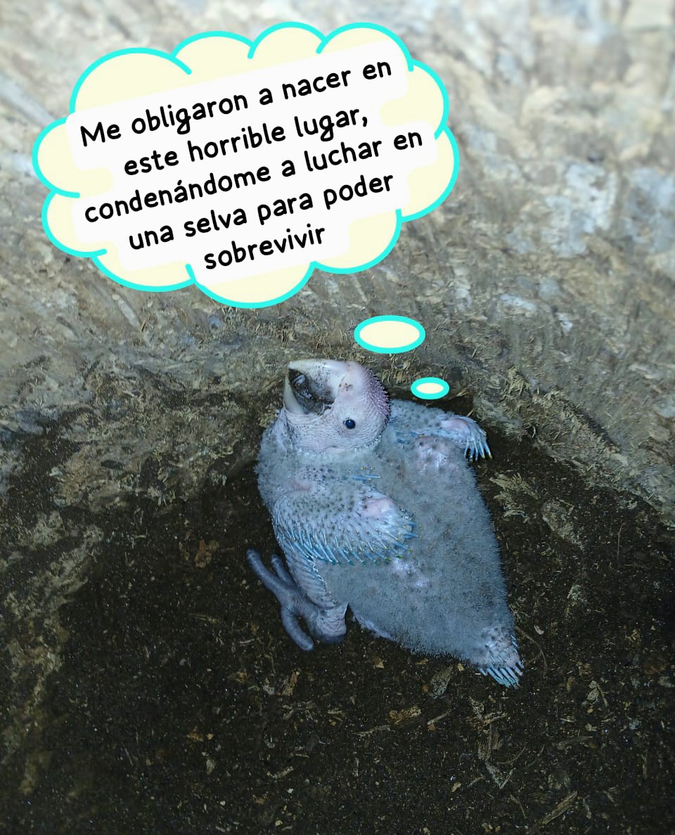 Adrián D. Marfs tweet media