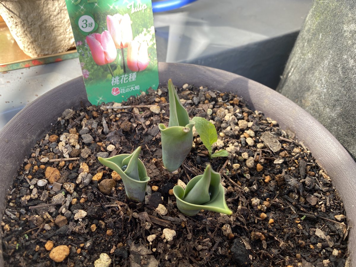 🌷ミツキ🌸心の仕組みLab（ラボ） tweet media