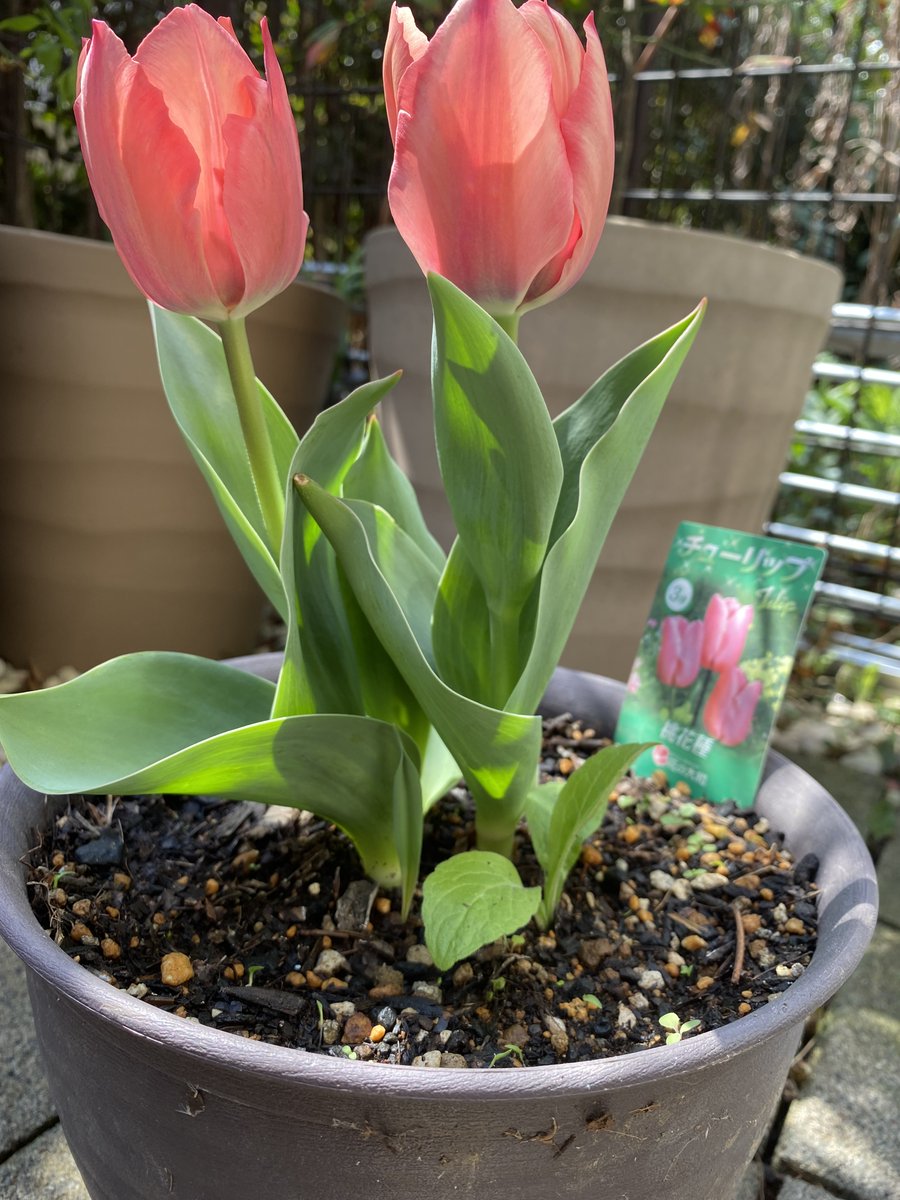 🌷ミツキ🌸心の仕組みLab（ラボ） tweet media