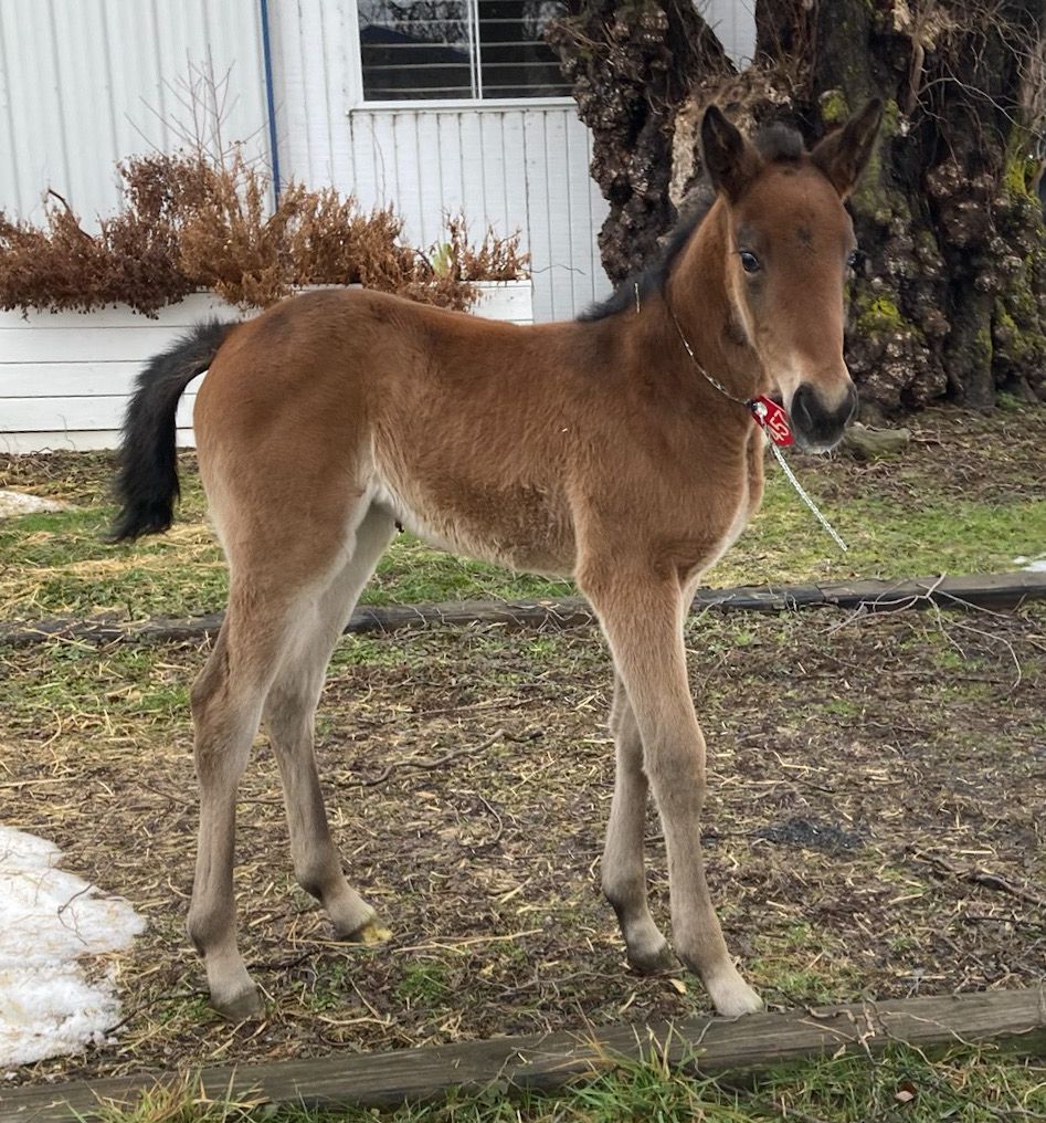 Blue Chip Farms tweet media